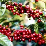 Ripe coffee cherries