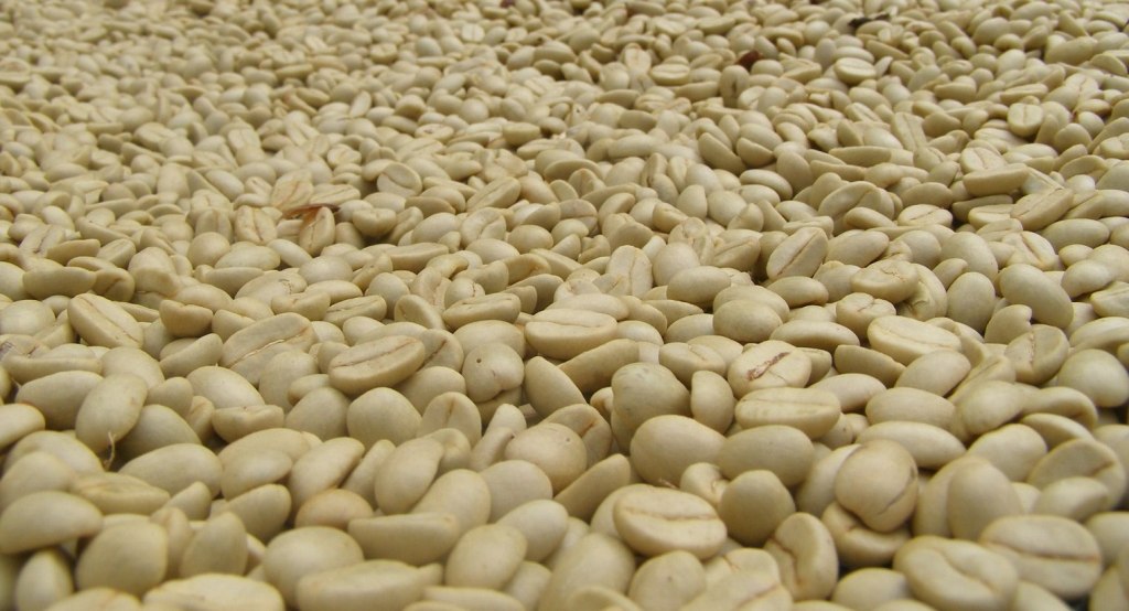 Kona coffee in parchment stage