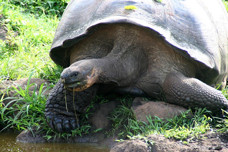 Galapagos Island tortoise
