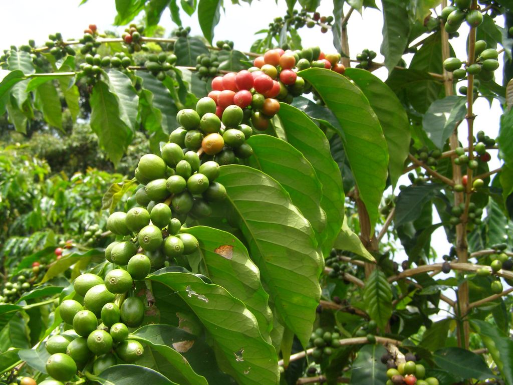Ripening Kona coffee cherries