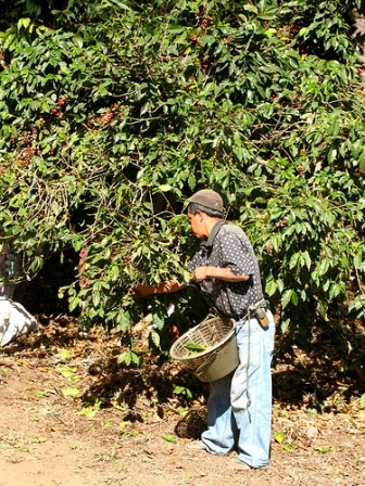 Hand picking ripe cherries at Santa Barbara Estate in Guatemala