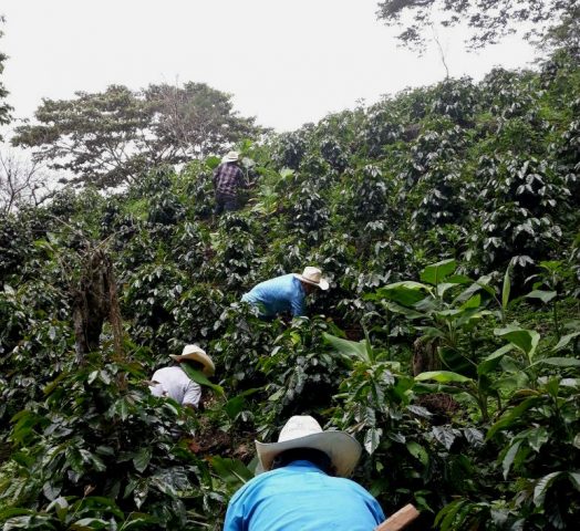 Workers picking ripe cherries from the Lempira coffee bushes