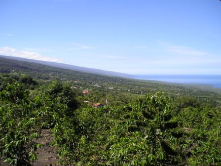 Hawaiian coffee plants on Mauna Loa slope
