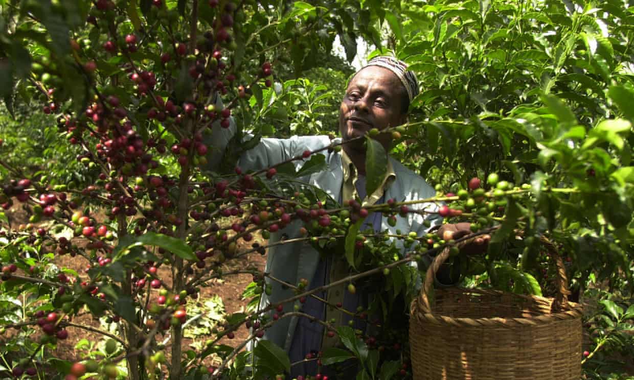 Picking ripe coffee cherries in Mokasida region