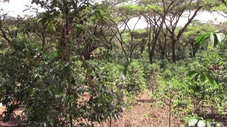 Wild coffee growing in Mokasida region