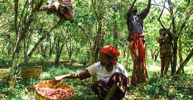 Wild coffee growing in Mokasida region