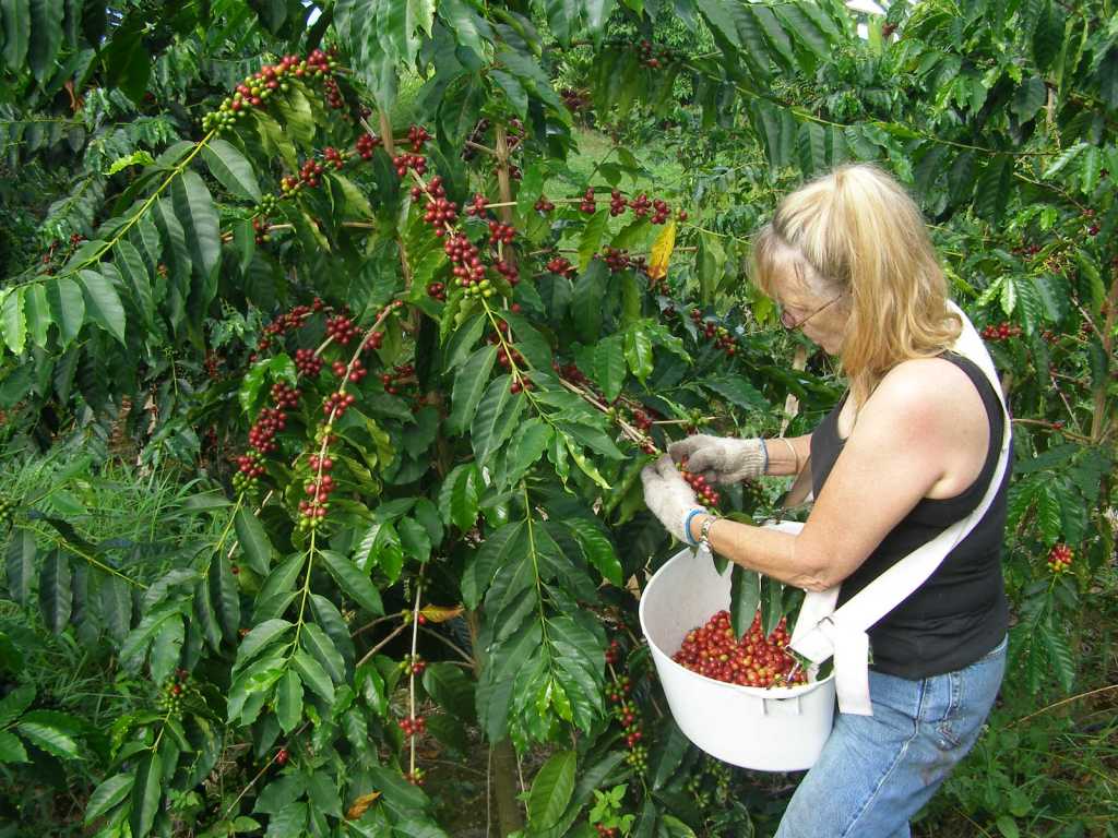 Hand picking ripe Kona cherries