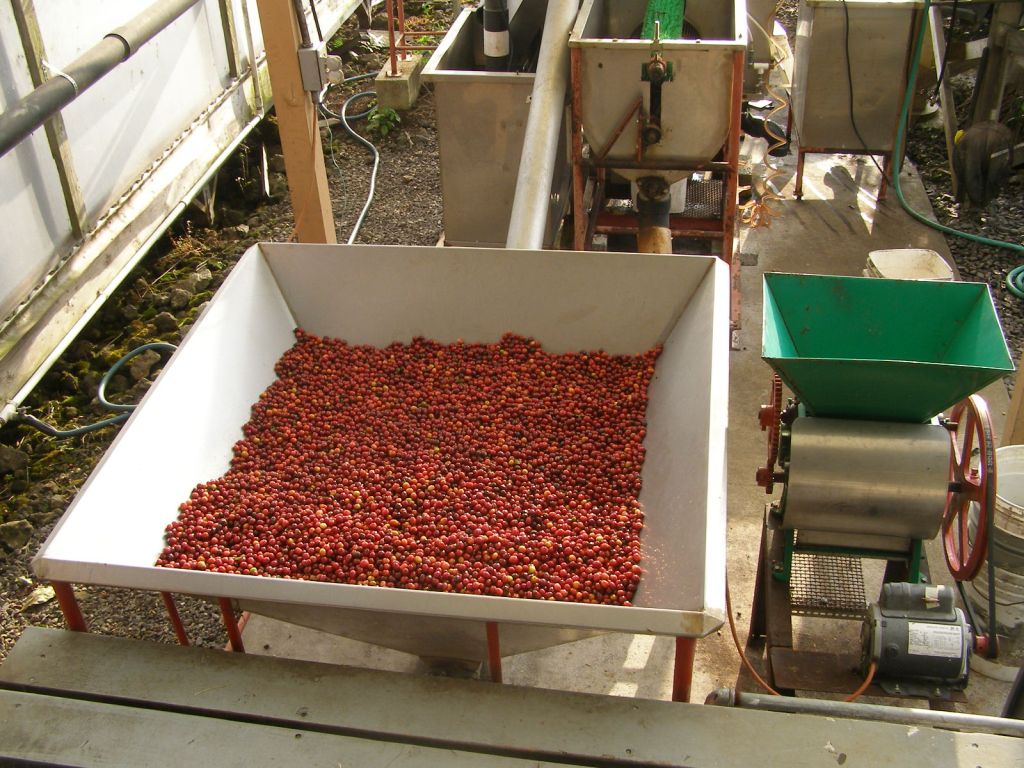 Pulping Kona beans to remove cherries
