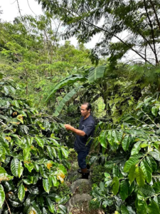 Coffee farm in Bali