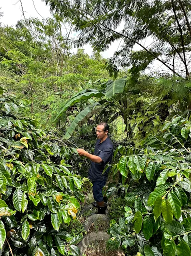 Coffee farm in Bali