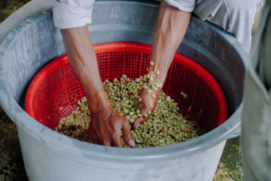 rinsing coffee beans