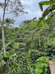 shade grown coffee in Bali