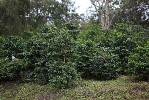 Typica coffee bushes