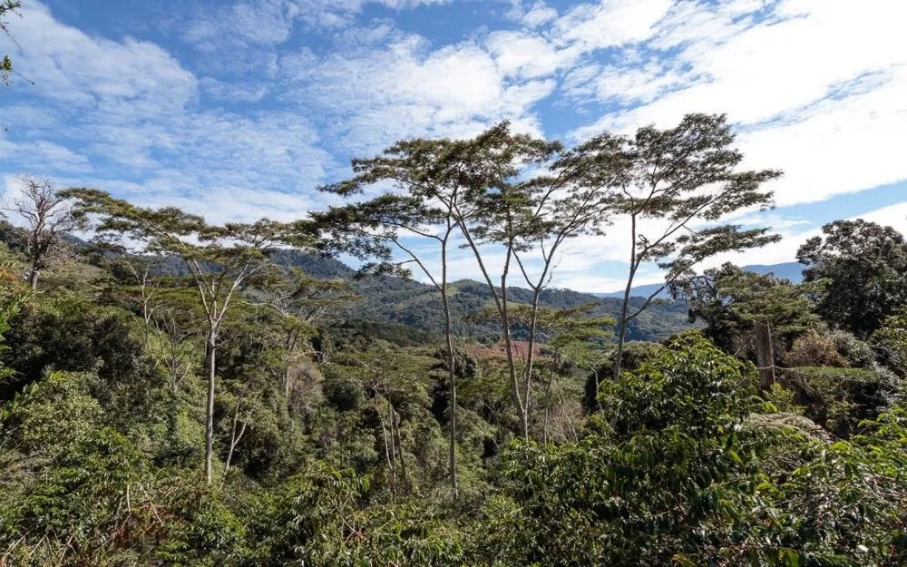 Forest grown coffee in Papua New Guinea