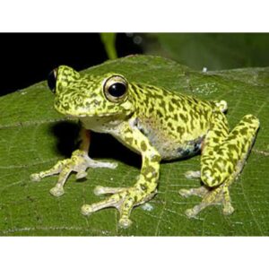 One of the treefrogs found in the "coffee gardens"